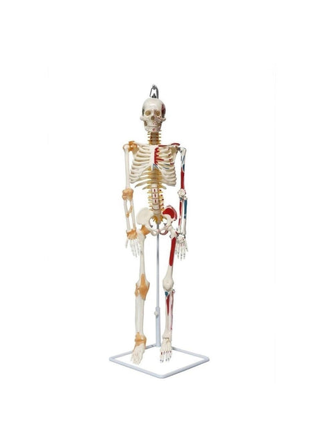 Iskelet Maketi 85 Cm