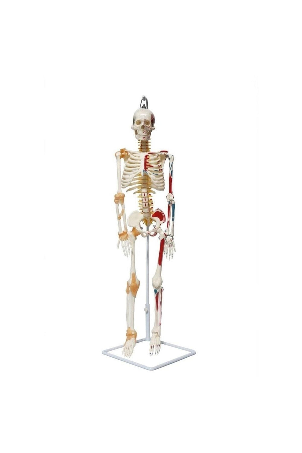 Iskelet maketi 85 cm