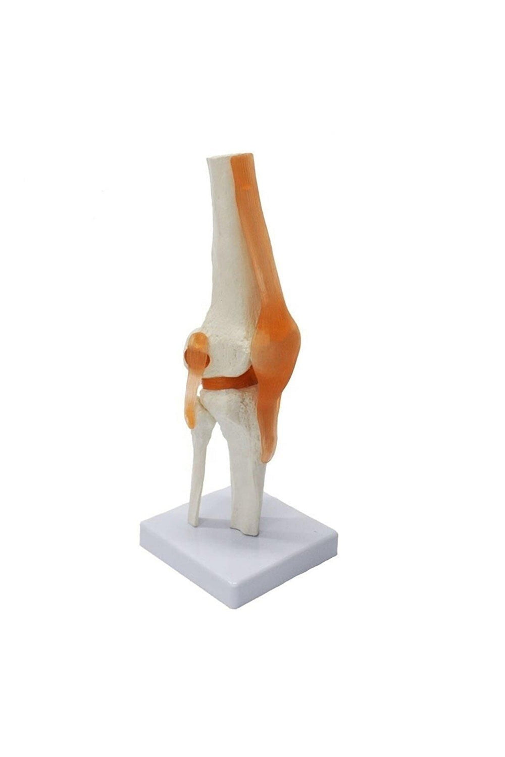 Medikaltec Diz Maketi - Fonksiyonel ve Ergonomik Model