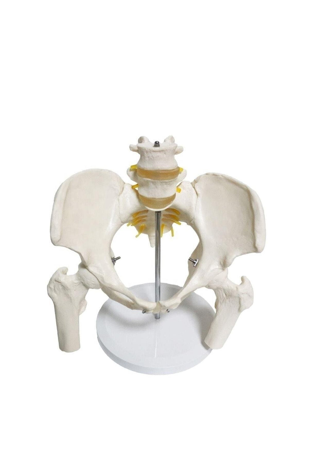 Omurga pelvis maketi