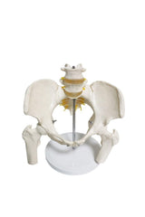 Omurga pelvis maketi