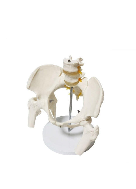 Omurga Pelvis Maketi