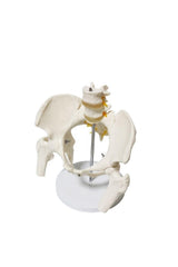 Omurga pelvis maketi