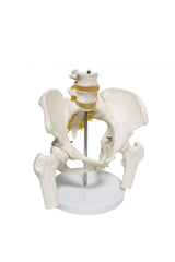 Omurga pelvis maketi