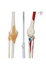 Iskelet maketi 85 cm