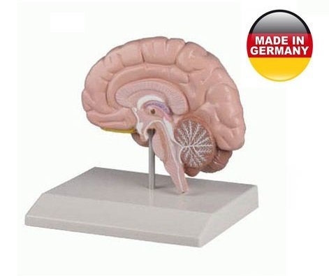Çağrı Medikal Beyin Modeli - Sağ Beyin, Gerçek Boyut