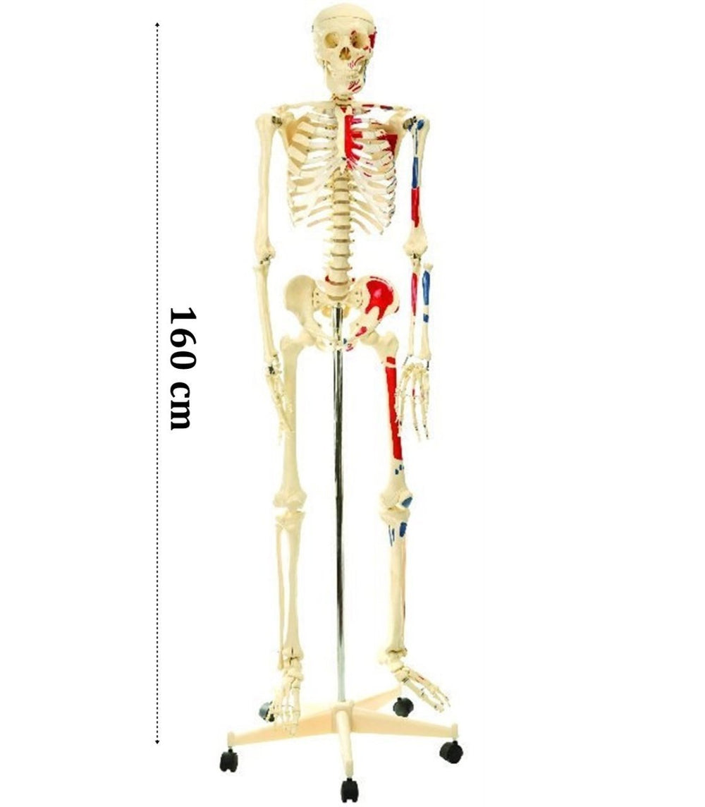 İskelet modeli 160cm i̇nsan i̇skeleti gerçek boyut