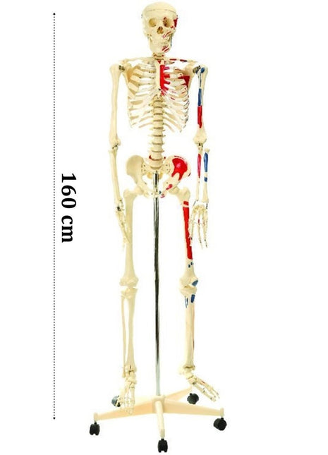 İskelet Modeli 160 CM