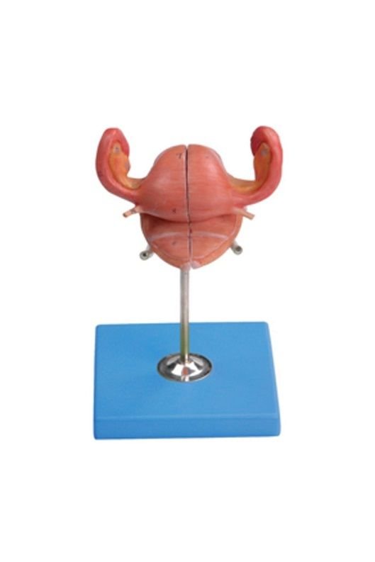 Çağrı Medikal Uterus Maketi - Anatomik Yapı